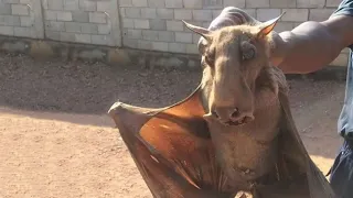 Damn Nature You Scary | Rare & Scary Animal Encounters 😱 #10