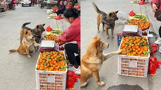 High IQ dog helps owner buy oranges🍊