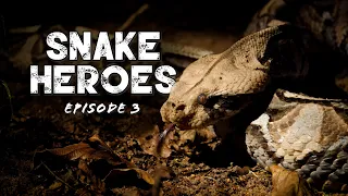 Snake Heroes Episode 3 - Are Most Snakes Actually Dangerous or Not?