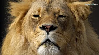 From Struggle to Strength: A Lion Cub's Journey Mirrors Our Own