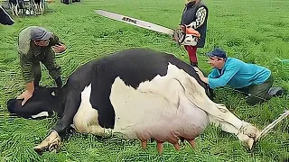 ANIMALS THAT ASKED PEOPLE FOR HELP