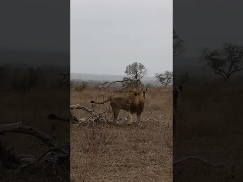 Hyena Escapes Lion Attack!