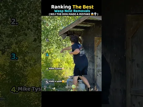 Ranking Best Wasp Nest Removals🐝😱