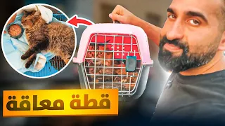 لقيت قطة معاقة مرمية في الشارع!