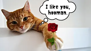 Cats LOVE This ONE Thing You're Not Doing!