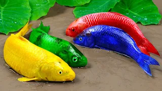 Stop Motion ASMR Relaxing - Catfish chasing Colorful Koi | Mukbang Mud Experiment Primitive Cooking