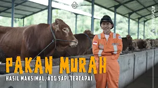 Berhasil Temukan Resep Pakan Sapi Super, Hasil Maksimal Untung Melimpah