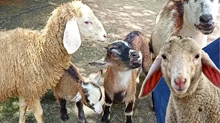 Goats Funny Cute Video 🔴 Cute and Funny Sheep and Goat Eating Video Fight