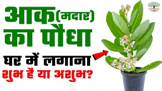 आक (मदार) का पौधा घर में लगाना शुभ है या अशुभ? जानिए | Madar Plant | Aak Plant | Vastu Shastra