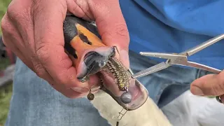 Hooked in Huntingdon