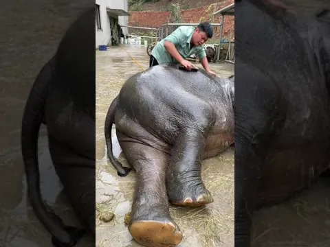 تحميم الفيل وهو مستلقي 🥰 اسعد فيل 🐘 في العالم 🌏