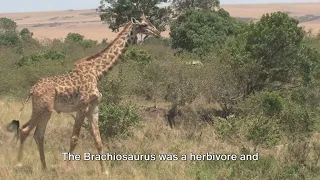 Dino Discovery | Unveiling the world of Dinosaurs