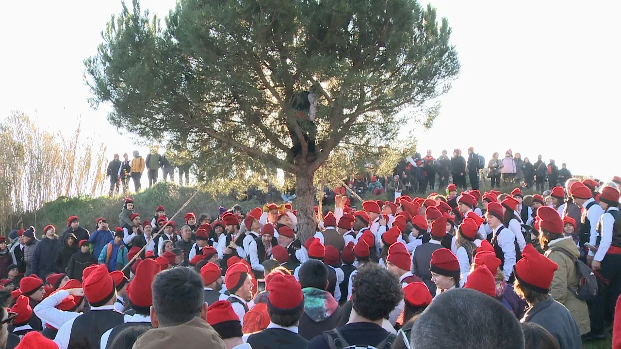 Festa del Pi de Centelles 2024