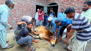 ( 2023 ) Eid Ul Adha Mubarak 🥰❤️