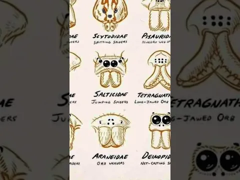 Types Of Spider | Part-8 #scary #spider #shorts