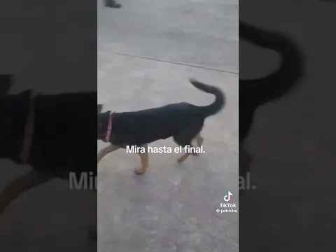 FIRULAY HACIENDO DE LAS SUYAS