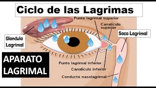 Aparato Lagrimal (Ciclo de las Lagrimas en el Ojo-Drenaje/Produccion) -FACIL
