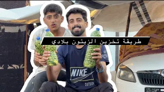 توفر زيتون في غزة بعد سنة من المعاناة