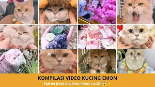 Kompilasi Kucing Emon Paling Pintar! Selalu Ketemu Barang Aneh & Emas! 🐱✨