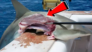 10 อันดับ สัตว์ที่สามารถฆ่าฉลามได้อย่างง่ายดาย (Animal Can Kill a Shark Easily)