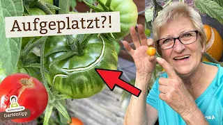 Risse vorbeugen: 5 Gründe, warum Tomaten aufplatzen