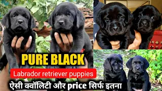 Black Labrador retriever puppies for sale || short tail & full heavy head |@EynathegsdLife