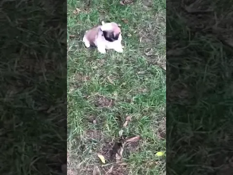 Cute little puppy