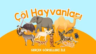 Çöl Hayvanlarını Öğreniyorum | Hayvanları Tanıyalım | Çöl Hayvanları Öğrenelim | Eğitici İçerikler