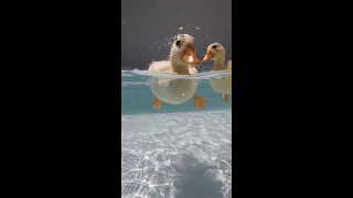 Call Ducklings in the Pool /Mochi & Yoshi’s Ducklings