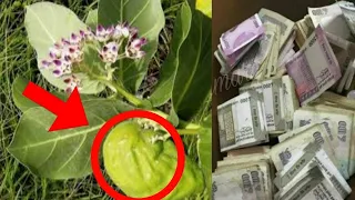 इस फल के एक टुकड़े से बंद किस्मत का ताला खुल जाता है, यहां रखना पैसा गिनते गिनते थक जाओगे// #Shani