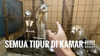 KAMAR GA MUAT ! SEMUA SERIGALA TIDUR DI KAMAR !!!