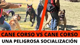 Cane Corso vs Cane Corso 😱 una peligrosa socialización 