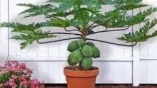 PASSO A PASSO DO PLANTIO DA SEMENTE ATÉ A COLHEITA MAMÃO VASO 45 LITROS.