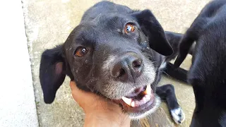 I went to rescue a dog but got an Angel instead | Howl Of A Dog