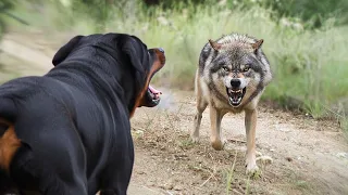 The 10 Dogs That Can Defeat a Wolf