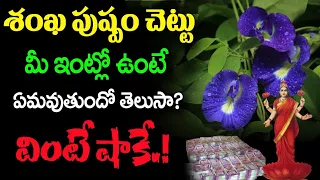 శంఖ పుష్పం చెట్టు మీఇంట్లో ఉంటే ఏమవుతుందో తెలుసా.?||Butterfly Pea Plant Uses #positivity #healthtips