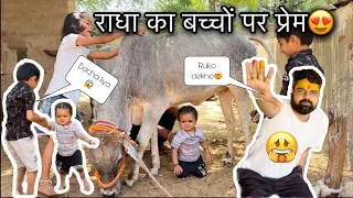 राधा ने ये क्या कर दिया बच्चों के साथ #cow #cows #funny #animals #shorts #viral