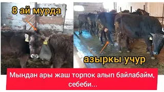 Жаш торпок алып байлайм дегендер созсуз корушсун. Мээнетинер бекер кетпесин.