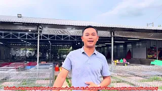 Nhiều phương pháp phòng bệnh gia cầm trong chăn nuôi và top nam vương 23/4/2025