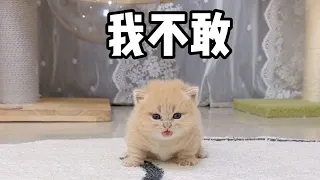 【小奶貓成長記】大黃：為了奶瓶 豁出去了