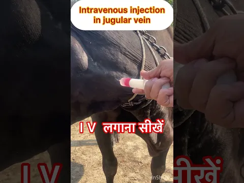 Intravenous injection in jugular vein l Dr Umar Khan