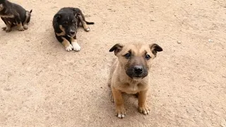 Village dog puppies barking sound effects||bhaiya choudhary1