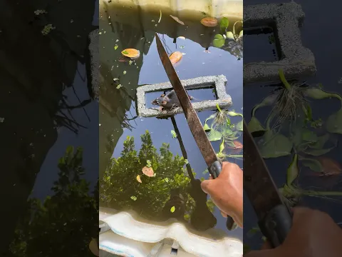 Con un machete que tú haces