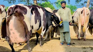 Girlando Cow In Punjab | Hf Cow | Big Cow | Cow Farm | Cow Videos | HF Breed Cow