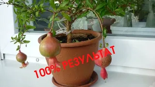 100% ПРОСТОЙ СПОСОБ вырастить ГРАНАТ из косточки