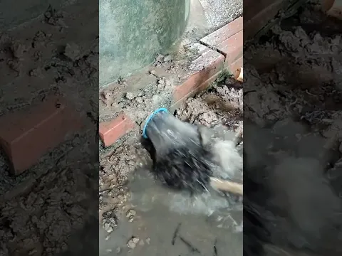 Remove Debris Clogged Culvert Pipe #remove #drain #shorts
