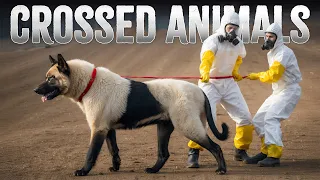 10 Hybrid Animals Created by Visionary Minds