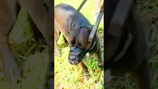 Severely Aggressive Bully attacks other dogs