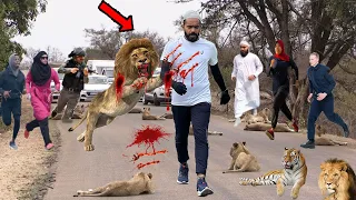 শিহাব কে হঠাৎ সিংহে আক্রমন এরপর কি হলো সরাসরি নিজের চোখেই দেখুন আল্লাহর কুদরত shihab with lion p11