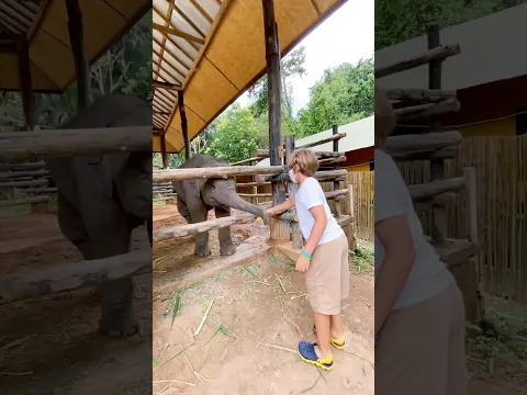 Liova feeds elephants #feeds #feeding